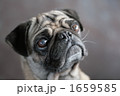 パグ 1659585