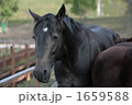 馬 1659588