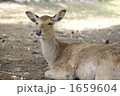 鹿 1659604