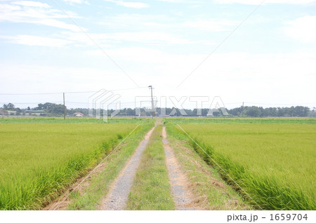 Road where rice plant smells Road where rice plant smells 1659704