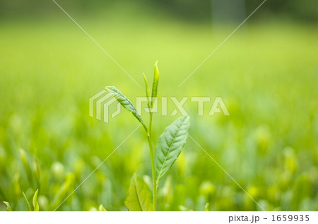 茶畑 1659935