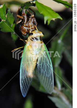 クマゼミの羽化 1660109