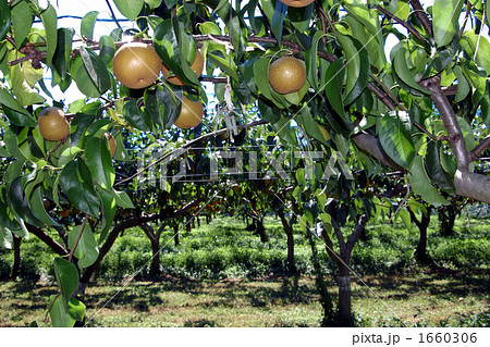 梨園 梨園 1660306