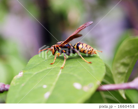 セグロアシナガバチ02 セグロアシナガバチ02 1660458