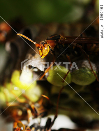 セグロアシナガバチの巣02 1660461