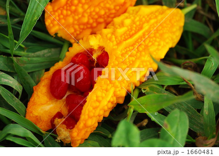 ゴーヤの種 1660481