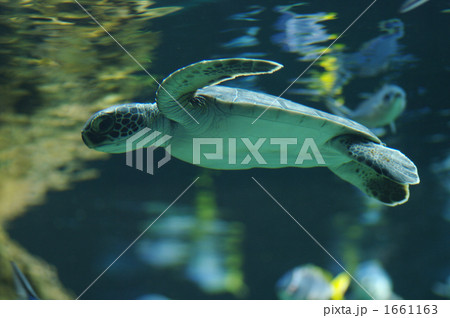 アオウミガメのこども 1661163