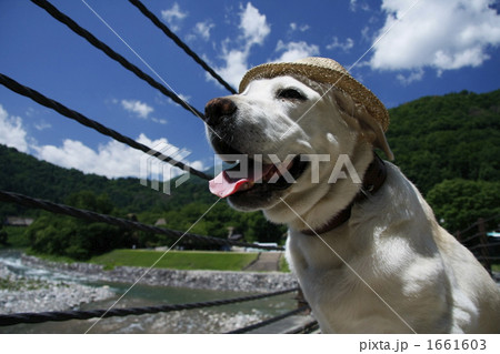 世界遺産の合掌造り集落で撮影した愛犬 1661603