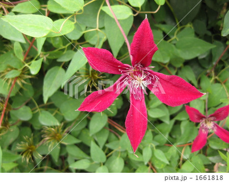 クレマチス・ビューティー 1661818