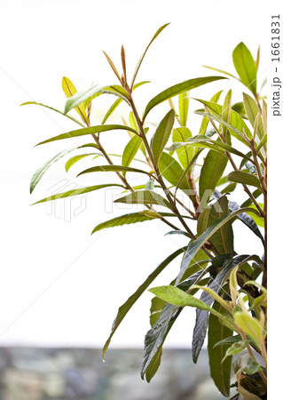 びわの葉の夏 1661831