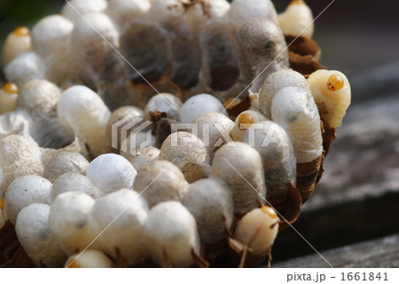 蜂の子 蜂の子 1661841