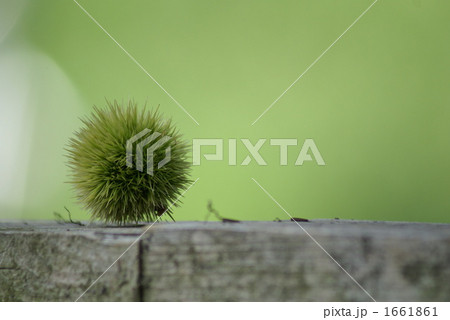 夏の若い栗の実 1661861