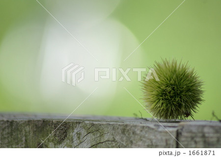 夏の若い栗の実 1661871