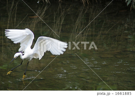 小鷺の追い込み漁 1661885