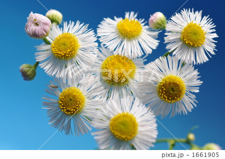 ヒメジオン 1661905