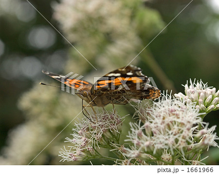 アカタテハ 1661966