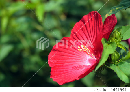 赤いアメリカフヨウの花 赤いアメリカフヨウの花 1661991