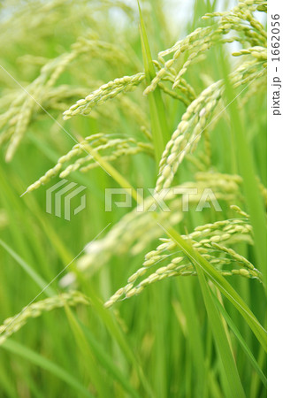 稲穂アップ垂れ下がり２（縦） 1662056