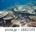 サンゴ礁の魚 1662105