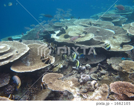サンゴ礁の魚 サンゴ礁の魚 1662105