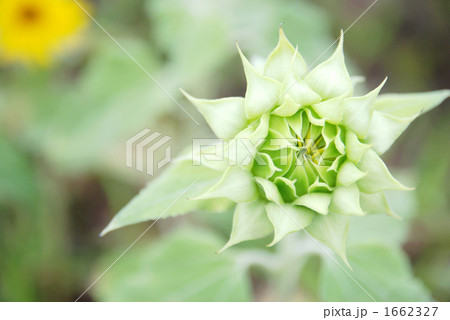 向日葵の蕾３ 1662327