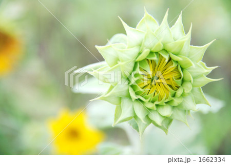 向日葵の蕾２ 1662334