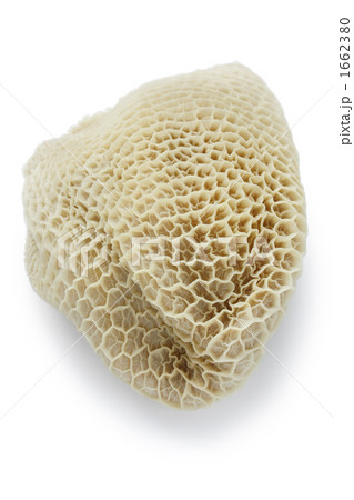 トリッパ、ハチノス 1662380