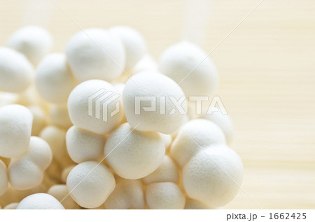 白いシメジ 1662425