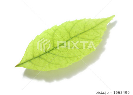 タカレナ0444 1662496