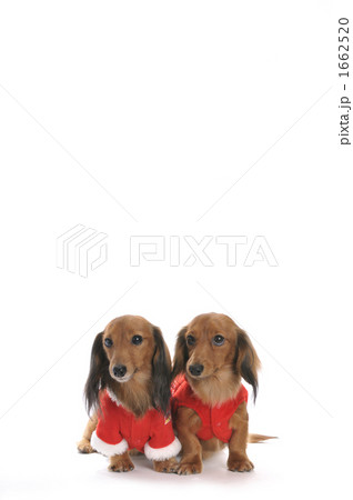 サンタ姿の犬 サンタ姿の犬 1662520