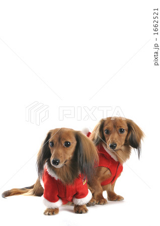 二匹のサンタ姿の犬 1662521