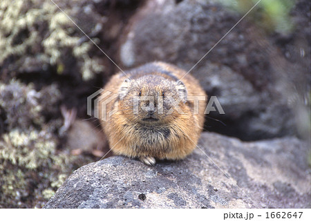 エゾナキウサギ 1662647