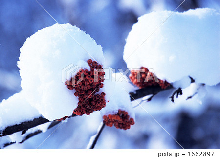 ナナカマドの雪だるまⅡ 1662897