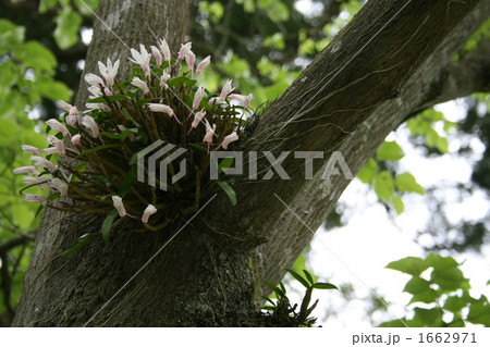 宮城 松島にある瑞巌寺のセッコク(石斛) 宮城 松島にある瑞巌寺のセッコク(石斛) 1662971