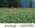 トウモロコシ畑 1662992