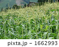 トウモロコシ畑 1662993