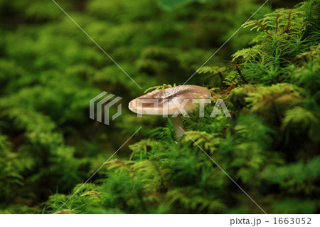 初秋 初秋 1663052