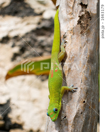 ハワイのゲッコー 1663179