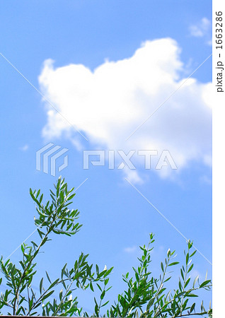 青空とオリーブの葉 1663286