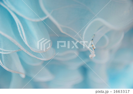 水色のウェディングドレス（ビーズアップ） 1663317