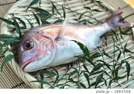 マダイ 1663508