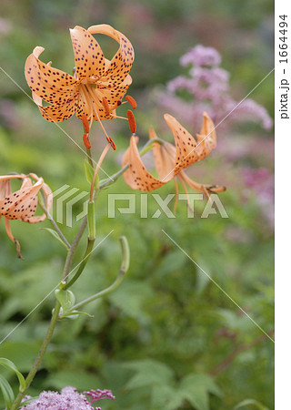 高山植物 高山植物 1664494