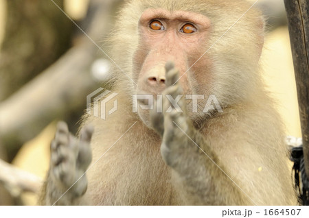 さる 1664507