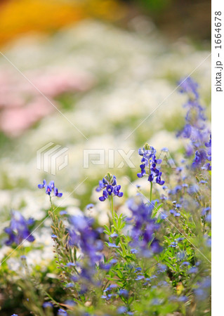 さわやかなルピナスと勿忘草 1664678