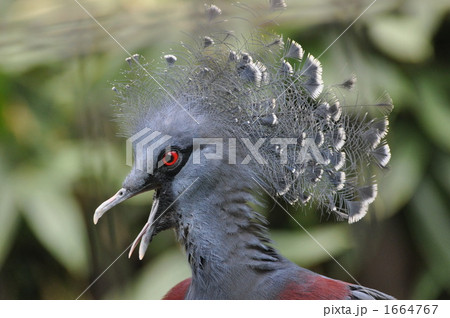 動物園のオウギバト 動物園のオウギバト 1664767