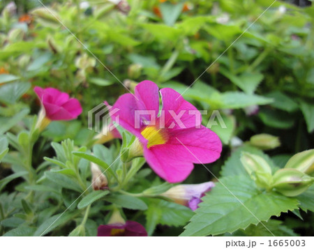 カリブラコアの花 1665003