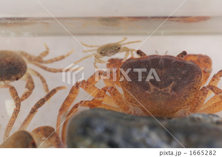 子供カニの愛くるしいオメメ の写真素材