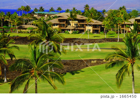 ハワイの夏 1665450