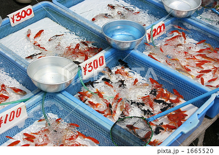 金魚売り 金魚売り 1665520