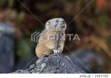 岩上のナキウサギ 岩上のナキウサギ 1665760